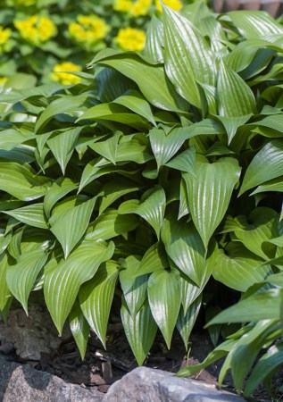 ХОСТА Invincible